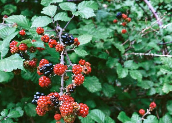 9 fructe de padure si efectele lor fabuloase pentru sanatate de ce sa le mananci in fiecare zi