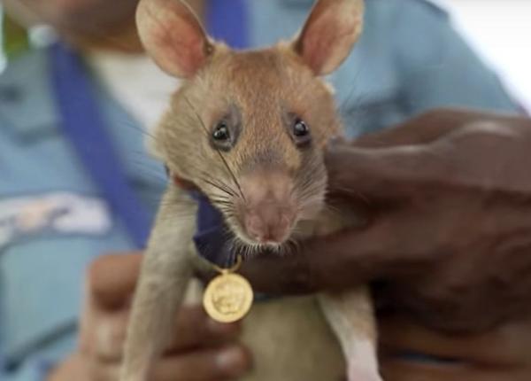 magawa sobolanul erou din cambodgia care adulmeca mine a decedat la varsta de 8 ani