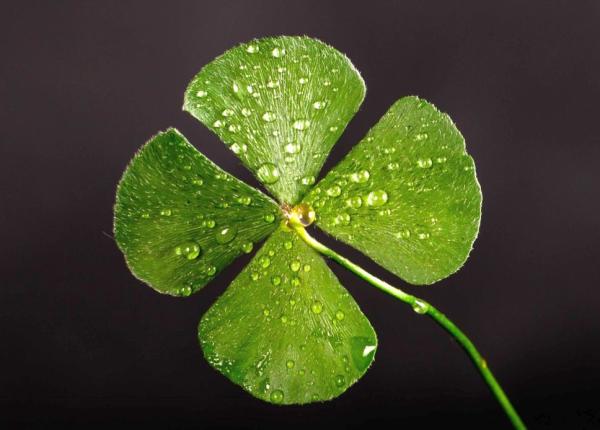 cea mai norocoasa zi din an pentru fiecare zodie