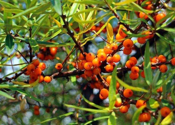 fructele si legumele cu cel mai mare continut de vitamina c