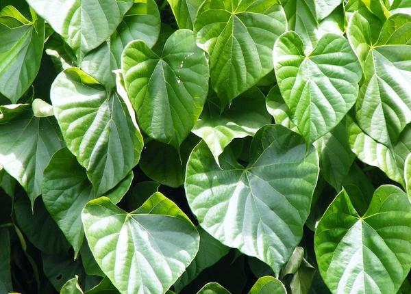 planta care ajuta la gestionarea diabetului scade nivelul zaharului din sange planta care ajuta la gestionarea diabetului scade nivelul zaharului din sange