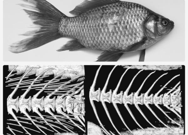 veste buna pentru ei care nu mananca peste de frica oaselor chinezii au creat carasul fara oasele mici care risca sa ti ramana in gat
