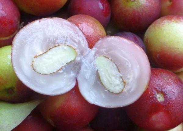 un fruct din brazilia efecte incredibile in tratamentul cancerului studiu