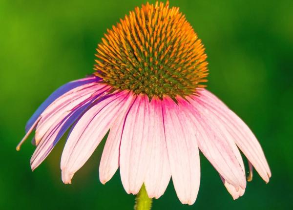 echinaceea adevarul despre puterile ei vindecatoare studii