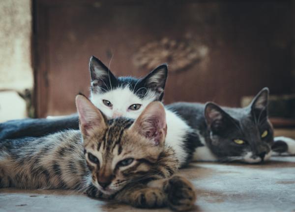 operatia care iti face ochi de felina la moda printre vedete dr diveica atrage atentia nu ne putem juca cu aceasta interventie operatia care iti face ochi de felina la moda printre vedete dr diveica atrage atentia nu ne putem juca cu aceasta interventie