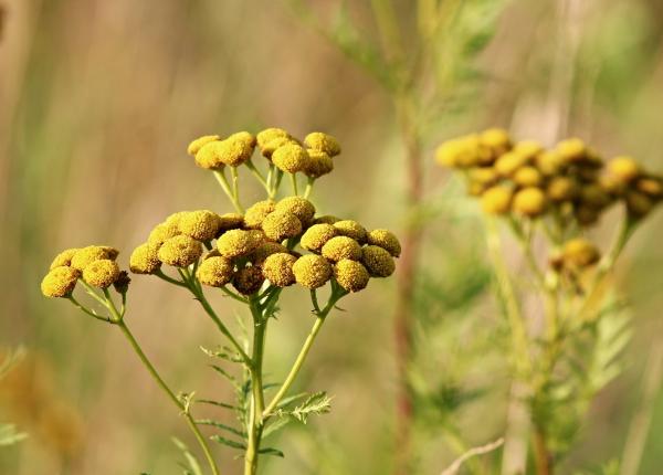 matura raiului planta minune pentru digestie si covid 19