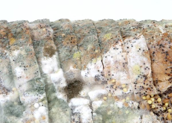 ce se intampla daca ai mancat paine mucegaita