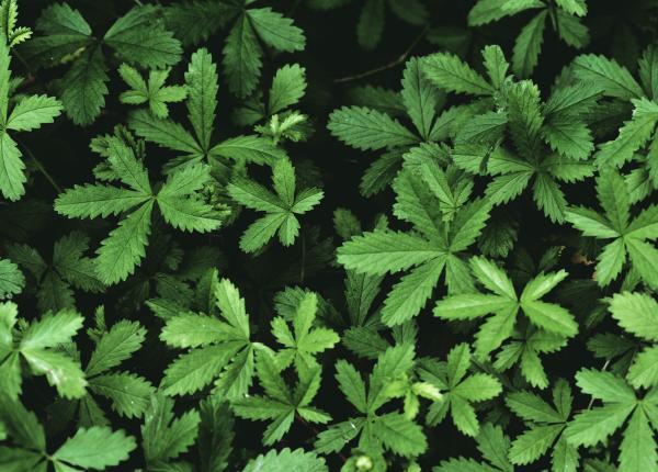 coada racului planta pentru stomac diaree hemoragii menstruatie