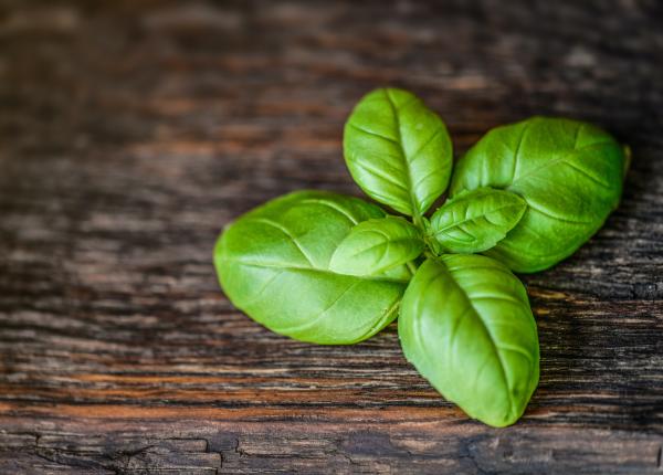 busuiocul scade glicemia si inflamatia