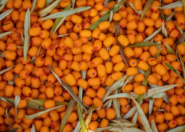 catina alternativa iodului beneficii uimitoare ce boli trateaza