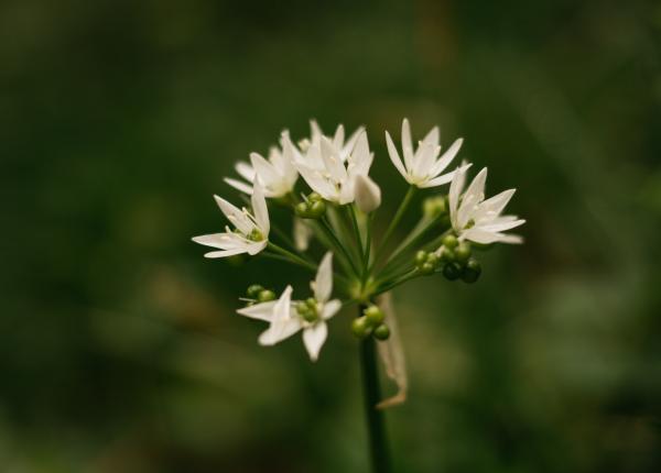 leurda aliment remediu natural scade nivelul de colesterol