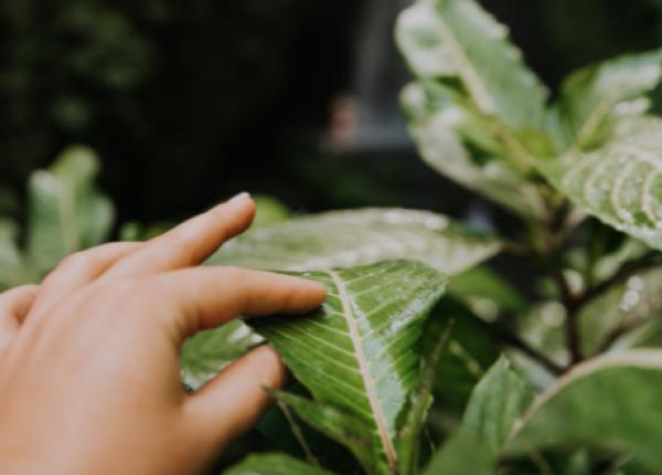 planta banala considerata ibuprofenul natural psychotria insularum matalafi