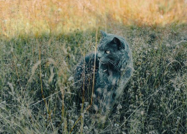 dermatita atopica si imunoterapia pentru alergeni