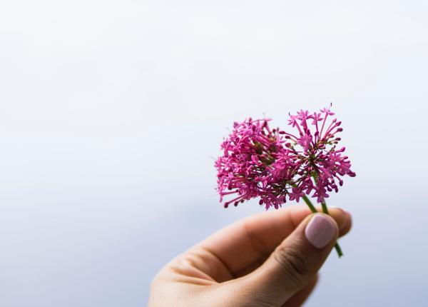 valeriana planta minune benefica mai ales pentru femei