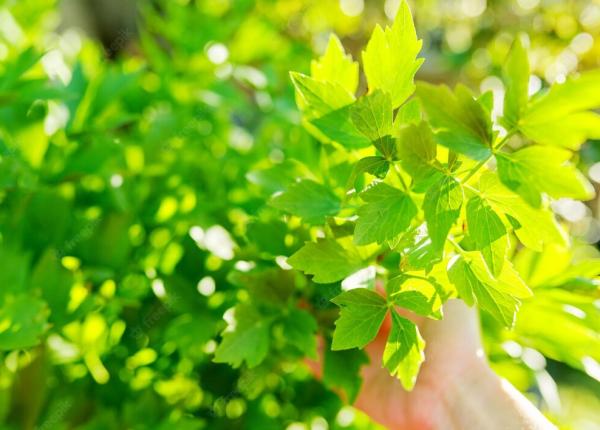 leusteanul 10 beneficii pentru sanatate de ce sa bei ceai de leustean