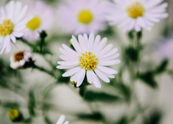 a inceput sezonul alergiilor cum se manifesta