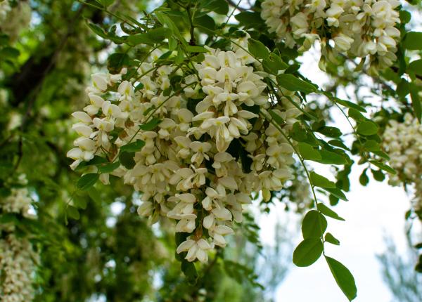 florile de salcam beneficii surprinzatoare asupra sanatatii