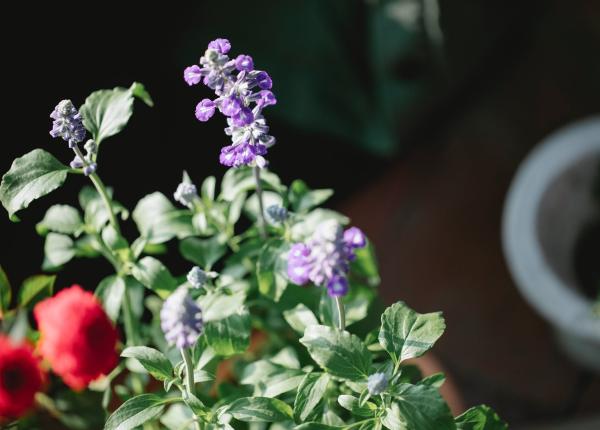 salvia benefica pentru sanatate dar si in gastronomie