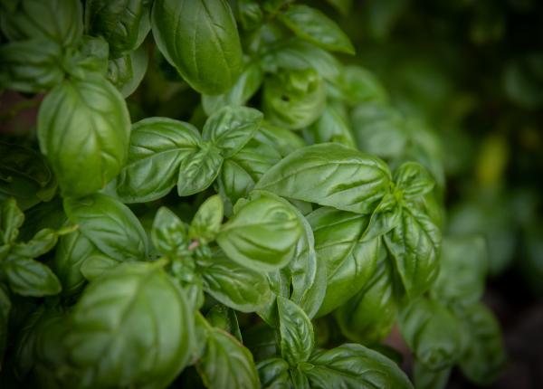 aftele cum le tratezi natural 3 plante cu efect anti ulceratii