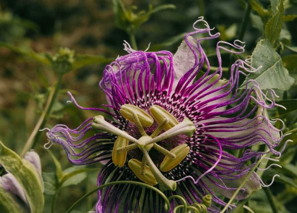 passiflora remediu contra stresului ajuta si in cazurile de insomnie