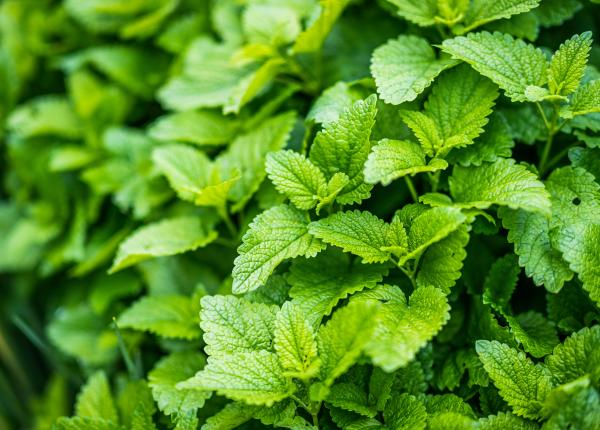 4 efecte ale ceaiului de roinita