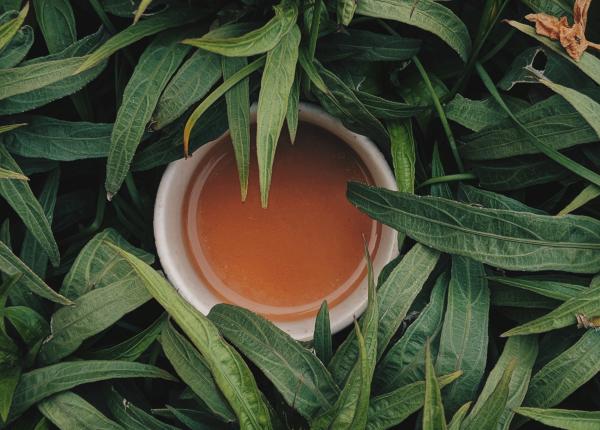 6 plante benefice pentru stomac trateaza natural gastrita