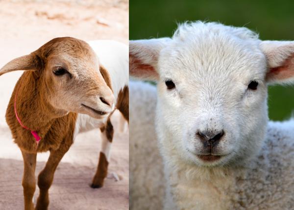 miel sau ied care carne e mai sanatoasa de fapt la ce temperaturi se gatesc si ce ai gresit pana acum