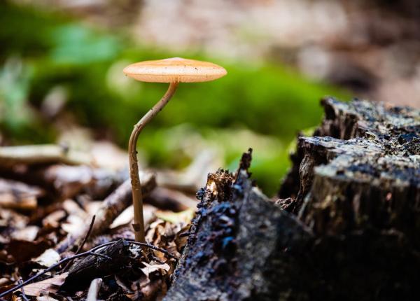 psilocibina ciuperca magica si efectul asupra depresiei