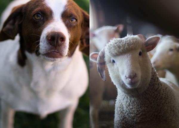 carne de caine vanduta in loc de miel pentru masa de pasti