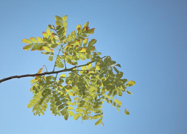 floarea de salcam arsuri gastrice constipatie si insomnie