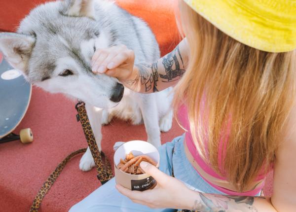 cainii sau paracetamolul ar putea fi cauza hepatitei misterioase