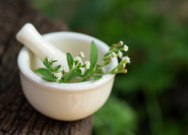 stevia zaharul natural cu multe beneficii de ce sa bei doua cani de ceai pe zi