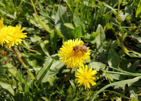 papadia planta impotriva hepatitei cancerului si arterosclerozei