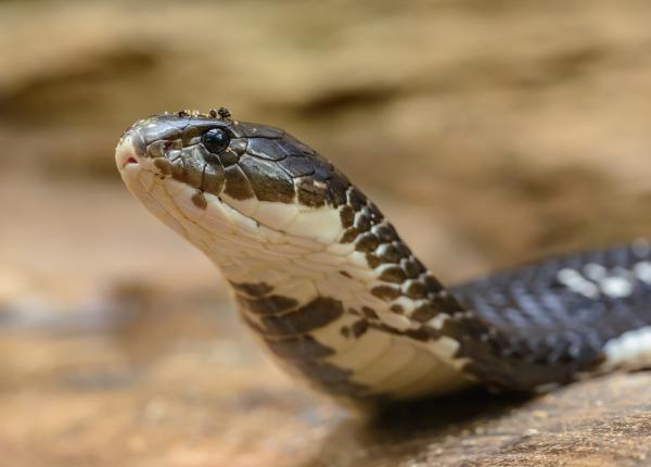 muscatura de vipera masuri de prim ajutor sa nu faci