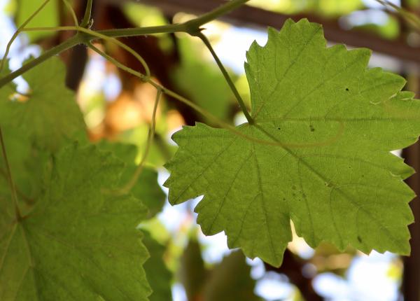 seva vitei de vie leacul minune caderea parului boli ochi rinichi