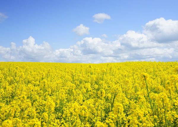 mierea de rapita tratament natura insomnii piele bronsita cancer