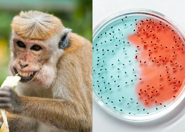 variola maimutei boala virala rara dorobat simptome transmitere variola maimutei boala virala rara dorobat simptome transmitere