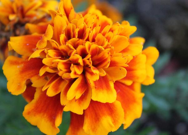 galbenelele ceai crema beneficii infectii slabit constipatie imunitate