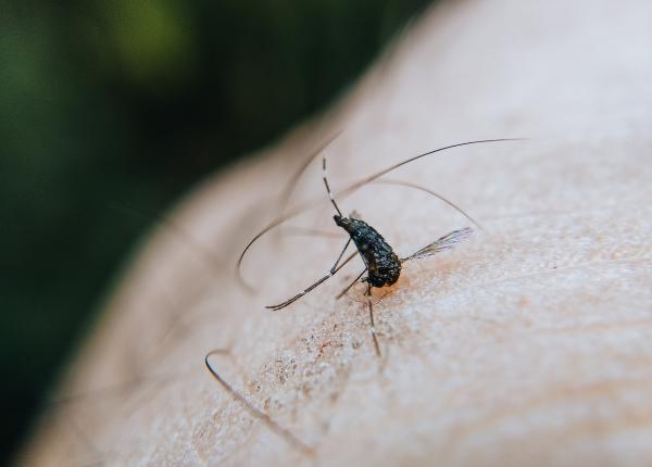 intepaturile de tantari purtatoare de boli trucuri simple pentru a evita intepaturile de tantari