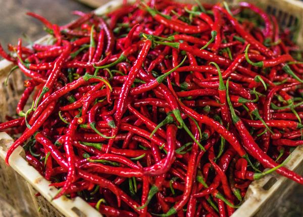 ardeiul iute ardeiul iute