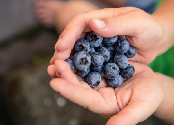 afinele beneficii si rol important pentru memorie care este cantitatea ideala