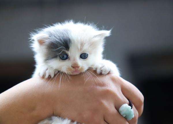 boala ciudata pe care o poti lua de la pisica parazit toxoplasma gondii