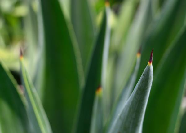 planta de 100 de ani care poate prelungi viata lidia ferioru cate cinci picaturi in fiecare dimineata planta de 100 de ani care poate prelungi viata lidia ferioru cate cinci picaturi in fiecare dimineata
