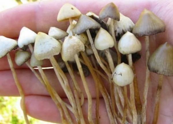 psilocybina ciuperca magica terapie revolutionara miraculoasa