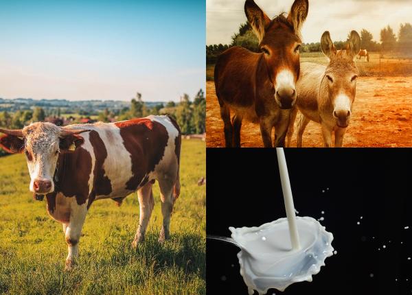 laptele de magarita super alimentul cu beneficii pentru sanatate are 60 de ori mai multa vitamina c decat cel de vaca