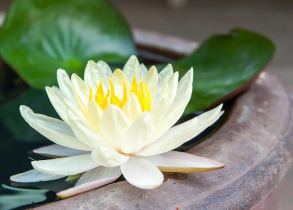 nufarul galben va fi simbolul zilei nationale a supravietuitorilor de cancer