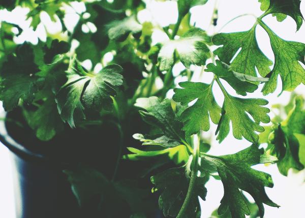 patrunjelul poate preveni cancerul cum trebuie sa il consumi pentru a ti mentine sanatatea