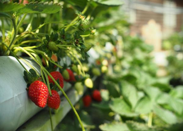 capsunile organice legatura cu focare de hepatita a ce recomanda infectionistii