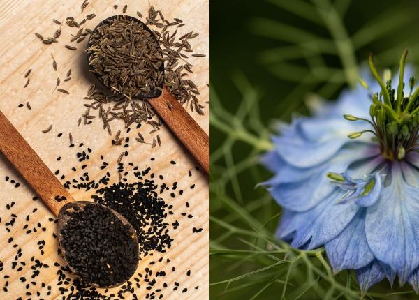 chimenul negru calmantul natural ce afectiuni trateaza