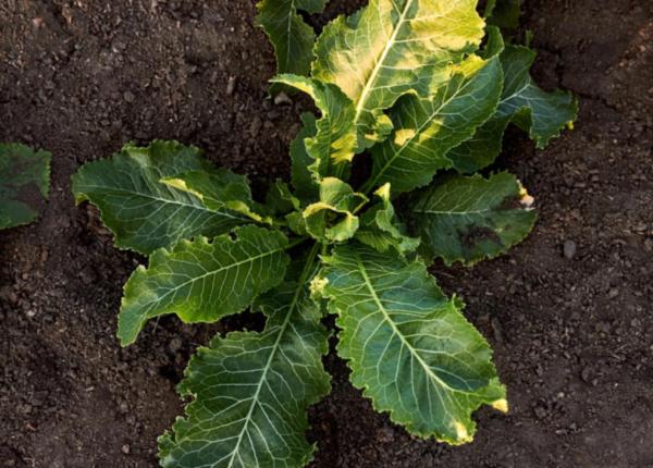 planta care tine loc de antibiotic ciupeste putin dar nu doare e buna si la cistita sau dureri de dinti planta care tine loc de antibiotic ciupeste putin dar nu doare e buna si la cistita sau dureri de dinti